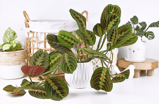 MARANTA - Leuconeura - Les passionnées