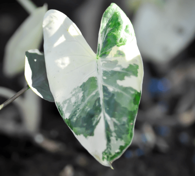ALOCASIA - Frydek albo - Les passionnées