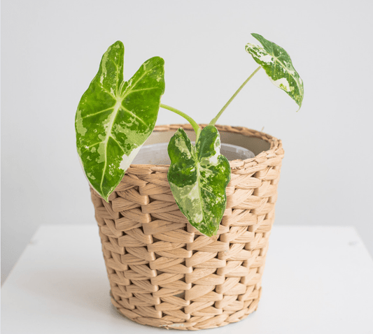 ALOCASIA - Frydek variegated - Les passionnées
