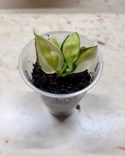 PHILODENDRON - Gabby