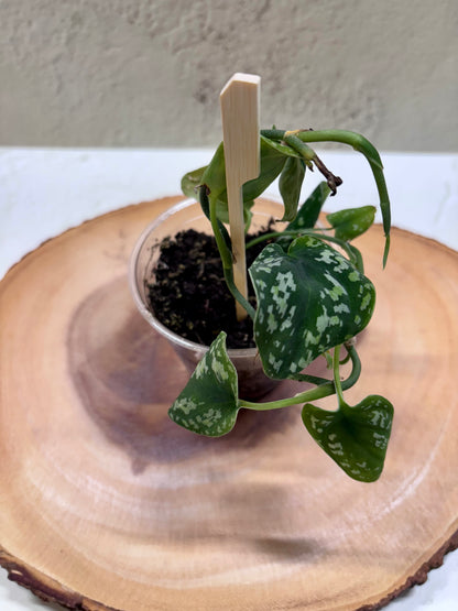 SCINDAPSUS - Tricolor Dark