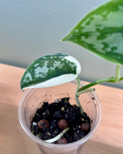 SCINDAPSUS - Mayari