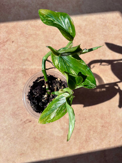 MONSTERA - Standleyana aurea 