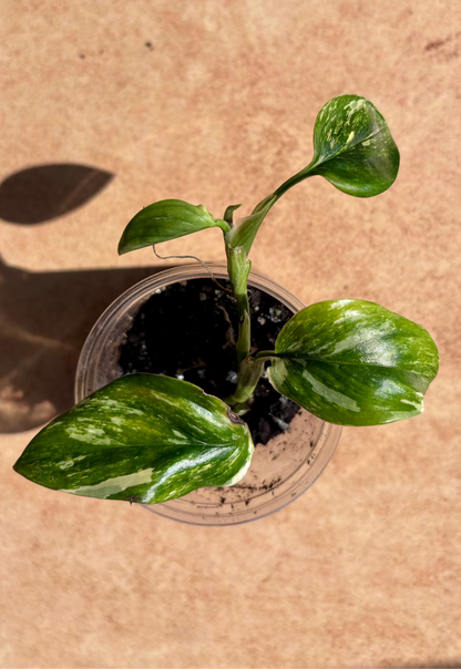 MONSTERA - Standleyana aurea 