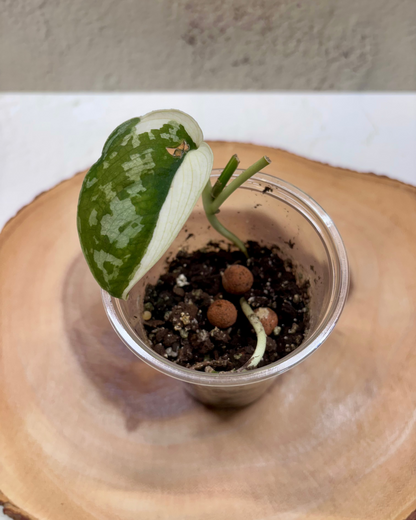 SCINDAPSUS - Mayari
