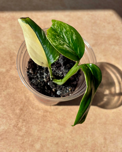 MONSTERA - Standleyana aurea 