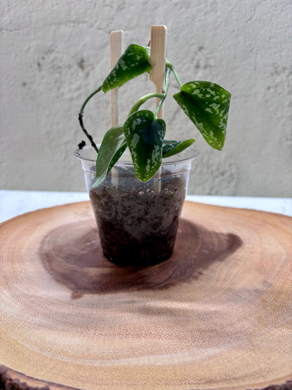 SCINDAPSUS - Tricolor Dark