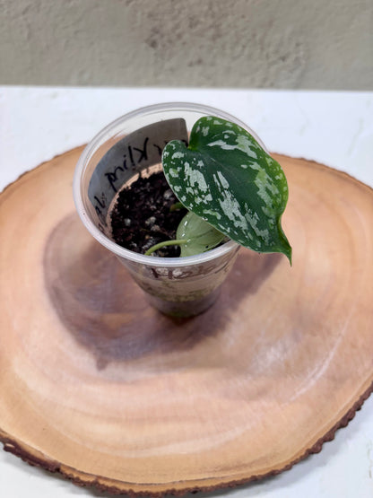 SCINDAPSUS - Tricolor Dark