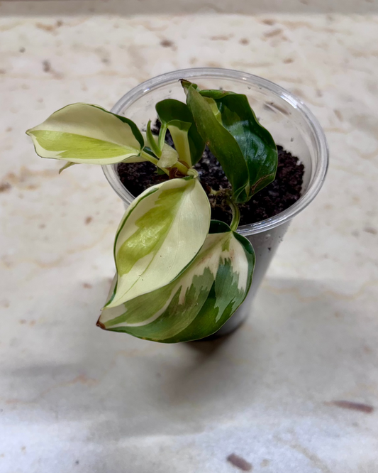 PHILODENDRON - Gabby