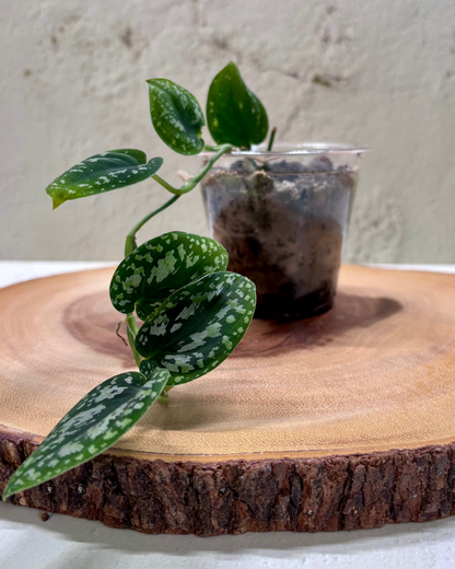 SCINDAPSUS - Tricolor Dark
