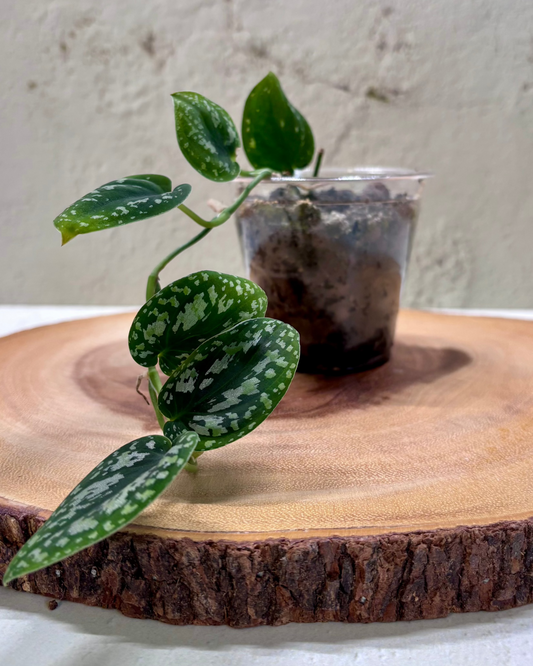 SCINDAPSUS - Tricolor Dark