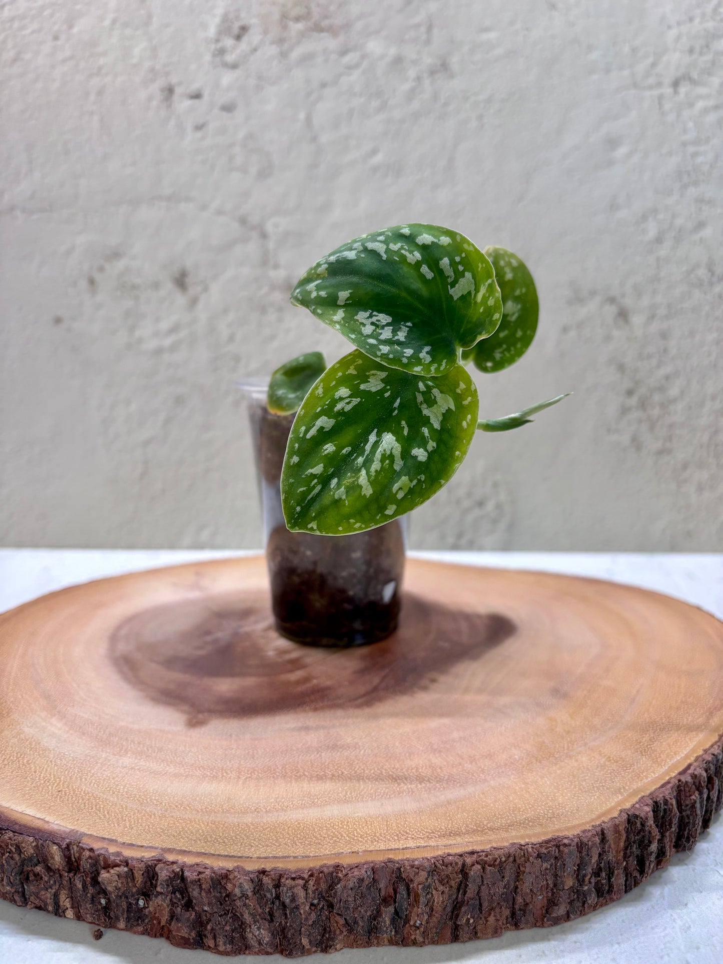 SCINDAPSUS - Tricolor Dark