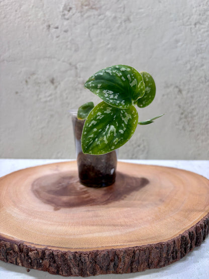 SCINDAPSUS - Tricolor Dark