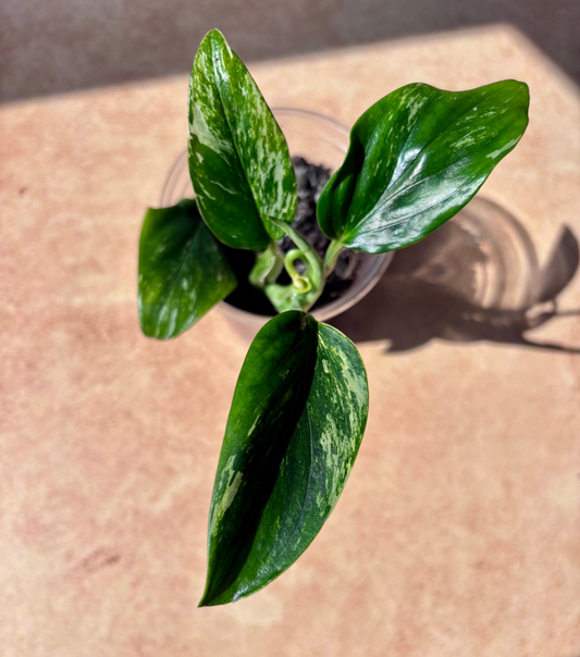 MONSTERA - Standleyana aurea