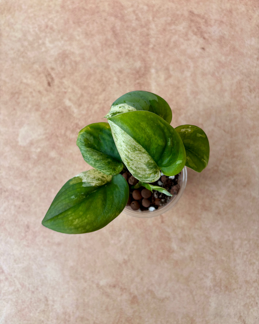 SCINDAPSUS - Mangurai