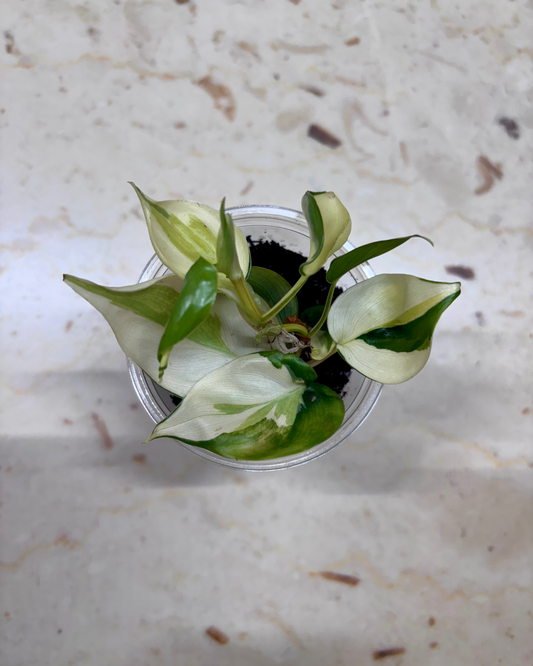 PHILODENDRON - Gabby