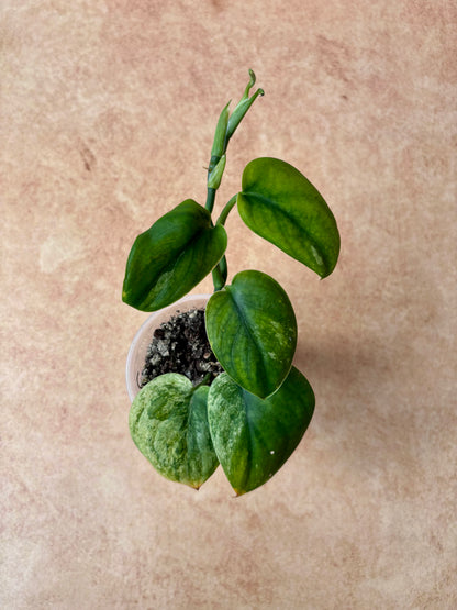 SCINDAPSUS - Mangurai