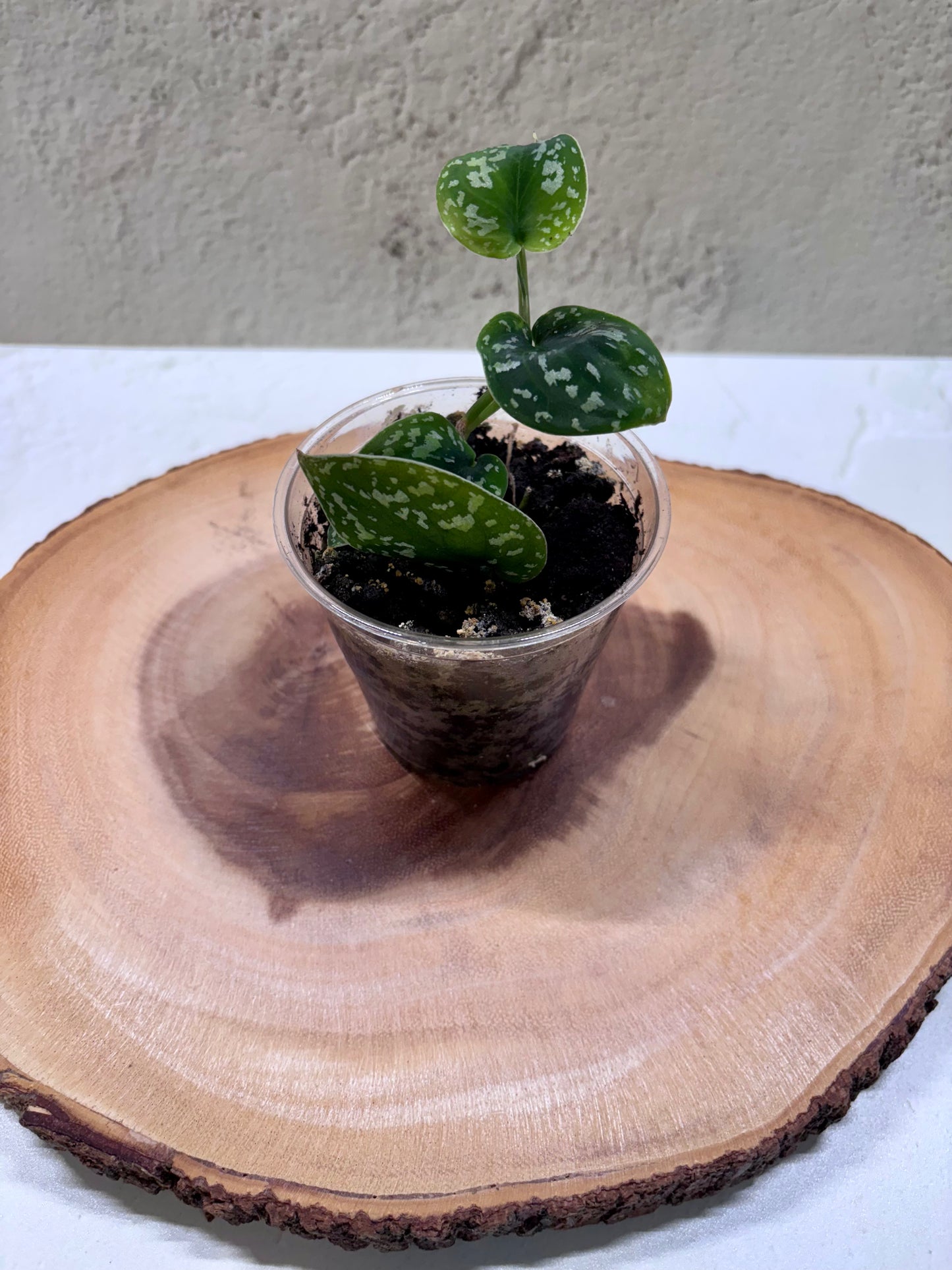 SCINDAPSUS - Tricolor Dark