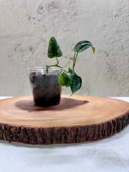 SCINDAPSUS - Tricolor Dark