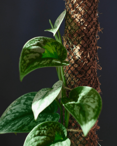 SCINDAPSUS - Green Splash - Les passionnées
