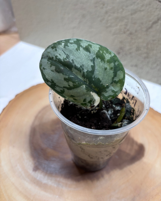 SCINDAPSUS - Mariposa