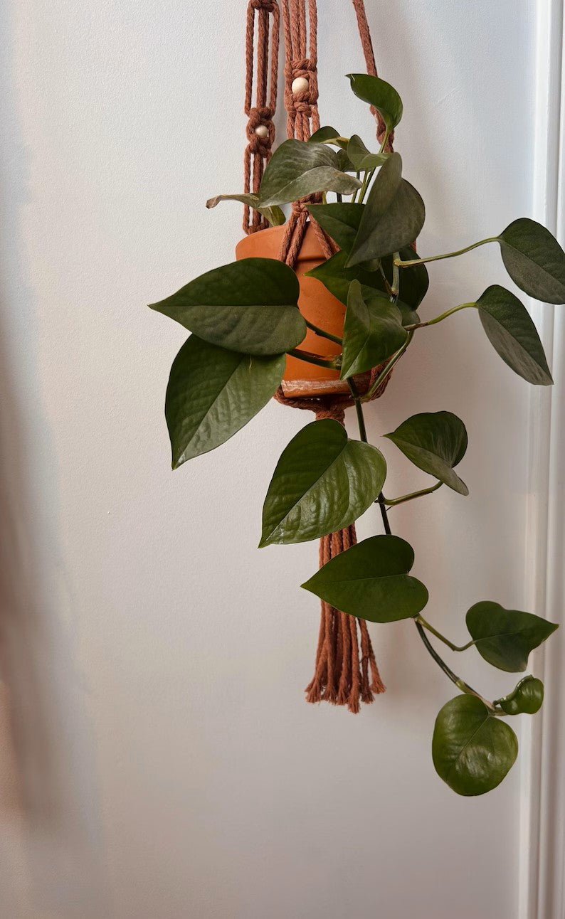 Jardinière Nœud plat en macramé suspendue avec plante retombante, décoration murale naturelle et bohème