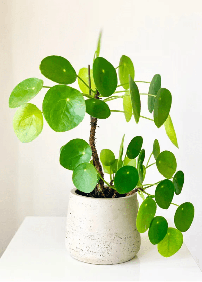 PILEA - peperomioides - Les passionnées