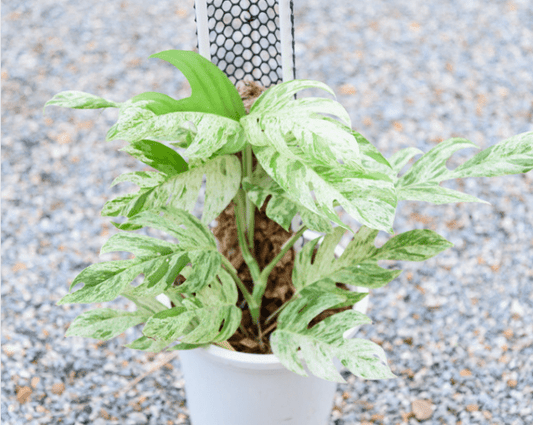 ÉPIPREMNUM PINNATUM - Marble Queen - Les passionnées