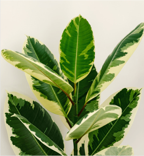 FICUS - Élastica « Tineke » - Les passionnées