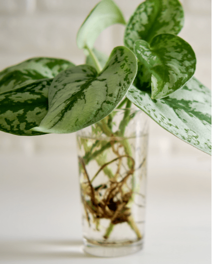 SCINDAPSUS - Exotica - Les passionnées