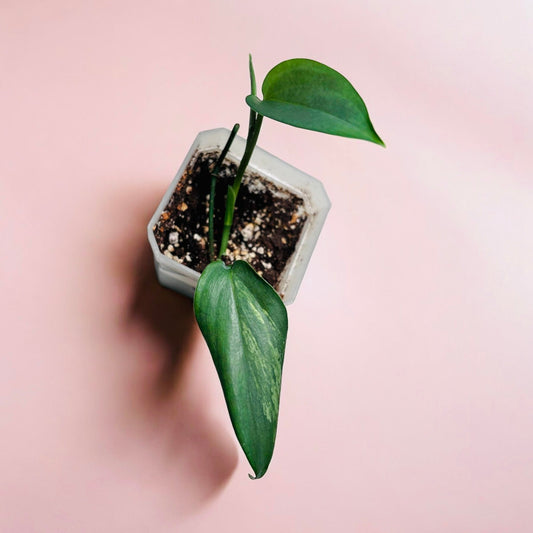ÉPIPREMNUM PINNATUM - Mint - Les passionnées